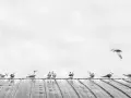 Rząd ptaków na dachu, jeden lata. Czysta forma i przestrzeń, kwintesencja minimalizmu w fotografii.
