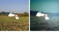Jak przerobić zdjęcie na bajkowe: dziewczyna śpi na chmurce w polu, a potem ta sama scena w magicznej, mglistej scenerii.